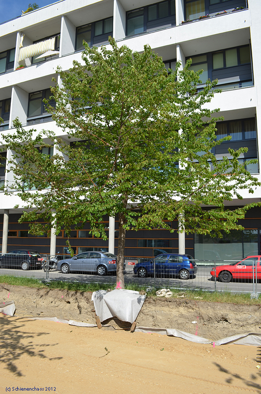 2012-05-18 _ Bauarbeiten Linie 25neu Tokiostraße