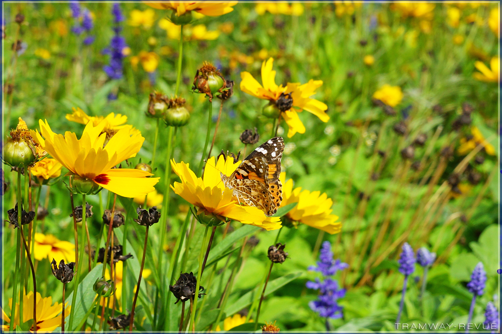Bild 03